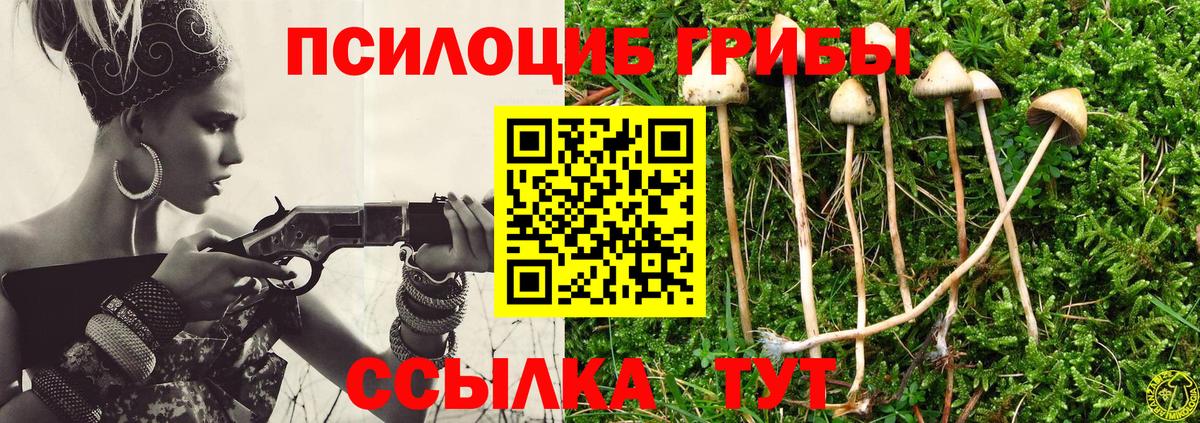 Псилоцибиновые грибы Psilocybe Балашов